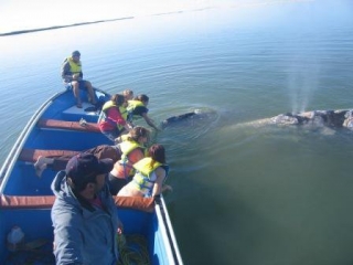  Observation des baleines 